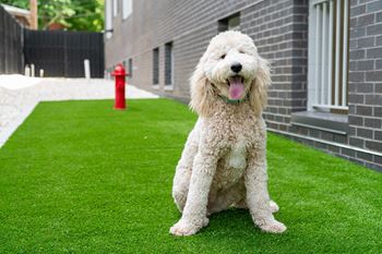 Pet-friendly community with pet park & spa